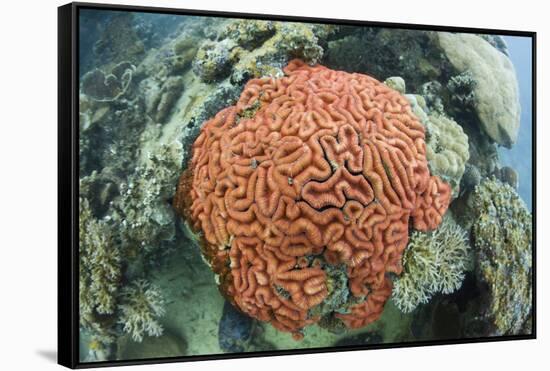 Fluorescence of a Brain Coral in Daylight, Micronesia, Palau-Reinhard Dirscherl-Framed Stretched Canvas