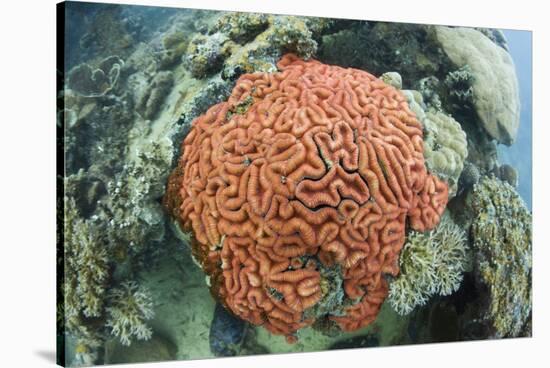 Fluorescence of a Brain Coral in Daylight, Micronesia, Palau-Reinhard Dirscherl-Stretched Canvas
