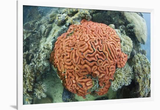 Fluorescence of a Brain Coral in Daylight, Micronesia, Palau-Reinhard Dirscherl-Framed Photographic Print