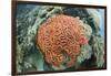 Fluorescence of a Brain Coral in Daylight, Micronesia, Palau-Reinhard Dirscherl-Framed Photographic Print