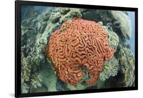 Fluorescence of a Brain Coral in Daylight, Micronesia, Palau-Reinhard Dirscherl-Framed Photographic Print