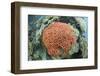 Fluorescence of a Brain Coral in Daylight, Micronesia, Palau-Reinhard Dirscherl-Framed Photographic Print