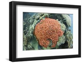 Fluorescence of a Brain Coral in Daylight, Micronesia, Palau-Reinhard Dirscherl-Framed Photographic Print