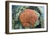 Fluorescence of a Brain Coral in Daylight, Micronesia, Palau-Reinhard Dirscherl-Framed Photographic Print