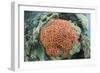 Fluorescence of a Brain Coral in Daylight, Micronesia, Palau-Reinhard Dirscherl-Framed Photographic Print