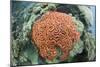 Fluorescence of a Brain Coral in Daylight, Micronesia, Palau-Reinhard Dirscherl-Mounted Photographic Print