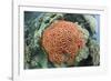 Fluorescence of a Brain Coral in Daylight, Micronesia, Palau-Reinhard Dirscherl-Framed Photographic Print