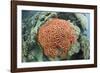 Fluorescence of a Brain Coral in Daylight, Micronesia, Palau-Reinhard Dirscherl-Framed Photographic Print