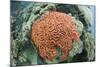 Fluorescence of a Brain Coral in Daylight, Micronesia, Palau-Reinhard Dirscherl-Mounted Photographic Print