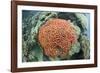 Fluorescence of a Brain Coral in Daylight, Micronesia, Palau-Reinhard Dirscherl-Framed Photographic Print