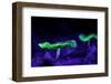 Fluorescent mushrooms glowing in ultraviolet light, Brazil-Joao Burini-Framed Photographic Print