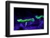 Fluorescent mushrooms glowing in ultraviolet light, Brazil-Joao Burini-Framed Photographic Print