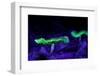 Fluorescent mushrooms glowing in ultraviolet light, Brazil-Joao Burini-Framed Photographic Print