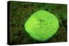 Fluorescing Mushroom Coral (Ctenactis Echinata), Komodo National Park, Indian Ocean.-Reinhard Dirscherl-Stretched Canvas