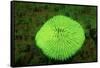 Fluorescing Mushroom Coral (Ctenactis Echinata), Komodo National Park, Indian Ocean.-Reinhard Dirscherl-Framed Stretched Canvas