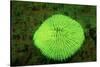 Fluorescing Mushroom Coral (Ctenactis Echinata), Komodo National Park, Indian Ocean.-Reinhard Dirscherl-Stretched Canvas