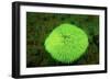 Fluorescing Mushroom Coral (Ctenactis Echinata), Komodo National Park, Indian Ocean.-Reinhard Dirscherl-Framed Photographic Print