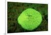 Fluorescing Mushroom Coral (Ctenactis Echinata), Komodo National Park, Indian Ocean.-Reinhard Dirscherl-Framed Photographic Print