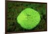 Fluorescing Mushroom Coral (Ctenactis Echinata), Komodo National Park, Indian Ocean.-Reinhard Dirscherl-Framed Photographic Print