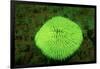 Fluorescing Mushroom Coral (Ctenactis Echinata), Komodo National Park, Indian Ocean.-Reinhard Dirscherl-Framed Photographic Print