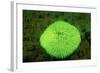 Fluorescing Mushroom Coral (Ctenactis Echinata), Komodo National Park, Indian Ocean.-Reinhard Dirscherl-Framed Photographic Print