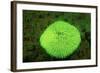 Fluorescing Mushroom Coral (Ctenactis Echinata), Komodo National Park, Indian Ocean.-Reinhard Dirscherl-Framed Photographic Print