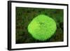 Fluorescing Mushroom Coral (Ctenactis Echinata), Komodo National Park, Indian Ocean.-Reinhard Dirscherl-Framed Photographic Print