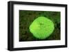 Fluorescing Mushroom Coral (Ctenactis Echinata), Komodo National Park, Indian Ocean.-Reinhard Dirscherl-Framed Photographic Print