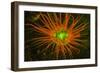 Fluorescing sponges and hard coral at Night dive, Wetar Island, Banda Sea, Indonesia-Stuart Westmorland-Framed Photographic Print