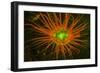 Fluorescing sponges and hard coral at Night dive, Wetar Island, Banda Sea, Indonesia-Stuart Westmorland-Framed Photographic Print