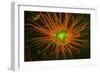 Fluorescing sponges and hard coral at Night dive, Wetar Island, Banda Sea, Indonesia-Stuart Westmorland-Framed Photographic Print