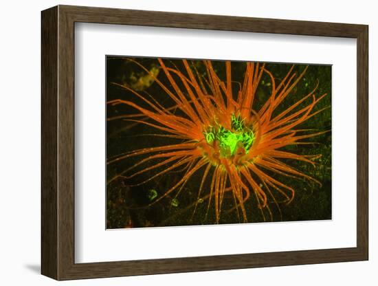 Fluorescing sponges and hard coral at Night dive, Wetar Island, Banda Sea, Indonesia-Stuart Westmorland-Framed Photographic Print