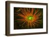 Fluorescing sponges and hard coral at Night dive, Wetar Island, Banda Sea, Indonesia-Stuart Westmorland-Framed Photographic Print