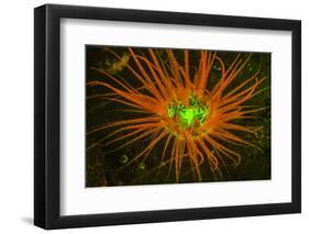 Fluorescing sponges and hard coral at Night dive, Wetar Island, Banda Sea, Indonesia-Stuart Westmorland-Framed Photographic Print