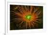 Fluorescing sponges and hard coral at Night dive, Wetar Island, Banda Sea, Indonesia-Stuart Westmorland-Framed Photographic Print