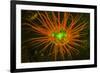 Fluorescing sponges and hard coral at Night dive, Wetar Island, Banda Sea, Indonesia-Stuart Westmorland-Framed Photographic Print