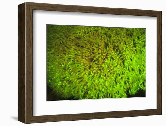 Fluorescing sponges and hard coral at Night dive, Wetar Island, Banda Sea, Indonesia-Stuart Westmorland-Framed Photographic Print