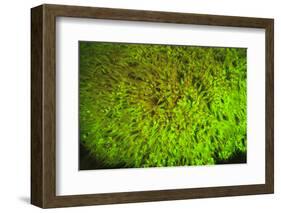 Fluorescing sponges and hard coral at Night dive, Wetar Island, Banda Sea, Indonesia-Stuart Westmorland-Framed Photographic Print