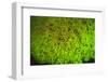 Fluorescing sponges and hard coral at Night dive, Wetar Island, Banda Sea, Indonesia-Stuart Westmorland-Framed Photographic Print