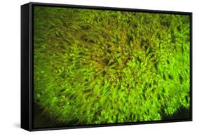 Fluorescing sponges and hard coral at Night dive, Wetar Island, Banda Sea, Indonesia-Stuart Westmorland-Framed Stretched Canvas