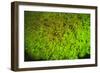 Fluorescing sponges and hard coral at Night dive, Wetar Island, Banda Sea, Indonesia-Stuart Westmorland-Framed Photographic Print