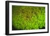 Fluorescing sponges and hard coral at Night dive, Wetar Island, Banda Sea, Indonesia-Stuart Westmorland-Framed Photographic Print