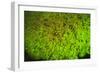 Fluorescing sponges and hard coral at Night dive, Wetar Island, Banda Sea, Indonesia-Stuart Westmorland-Framed Photographic Print