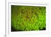 Fluorescing sponges and hard coral at Night dive, Wetar Island, Banda Sea, Indonesia-Stuart Westmorland-Framed Photographic Print