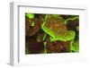 Fluorescing sponges and hard coral at Night dive, Wetar Island, Banda Sea, Indonesia-Stuart Westmorland-Framed Photographic Print