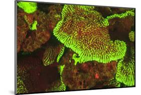 Fluorescing sponges and hard coral at Night dive, Wetar Island, Banda Sea, Indonesia-Stuart Westmorland-Mounted Photographic Print