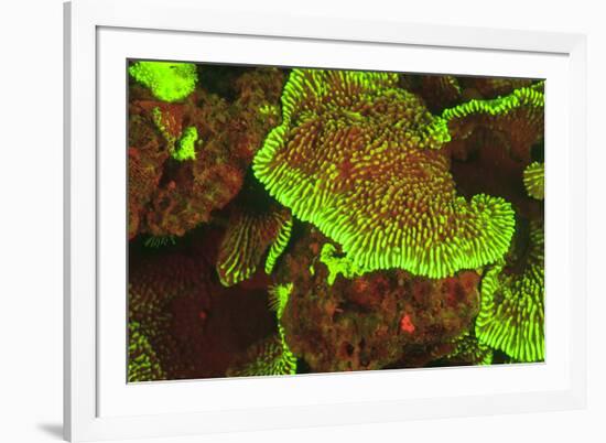 Fluorescing sponges and hard coral at Night dive, Wetar Island, Banda Sea, Indonesia-Stuart Westmorland-Framed Photographic Print