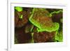 Fluorescing sponges and hard coral at Night dive, Wetar Island, Banda Sea, Indonesia-Stuart Westmorland-Framed Photographic Print
