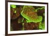 Fluorescing sponges and hard coral at Night dive, Wetar Island, Banda Sea, Indonesia-Stuart Westmorland-Framed Photographic Print