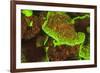 Fluorescing sponges and hard coral at Night dive, Wetar Island, Banda Sea, Indonesia-Stuart Westmorland-Framed Photographic Print